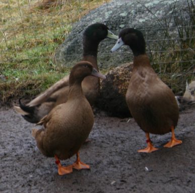 Ducks Ducks